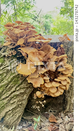 森の切り株の側面や断面にびっしりと大群生する茶色のキノコ 森の切り株の側面や断面にびっしりと大群生する茶色のキノコ 143278742
