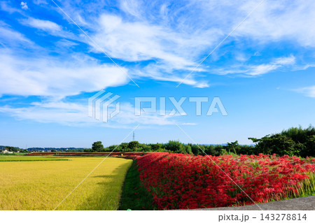 鹿児島県伊佐市 大口大田の彼岸花と実る稲穂 青空と白い雲 鹿児島県伊佐市 大口大田の彼岸花と実る稲穂 青空と白い雲 143278814