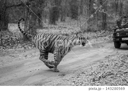 Mono tiger runs past jeep on track 143280569