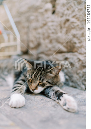 Restful feline moment. Calm cat relaxes on warm stone. Contented cat naps peacefully on sunkissed rocky surface 143284731