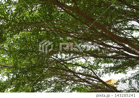 Bird Perched on Terminalia Tree Branch in Natural Light 143285241