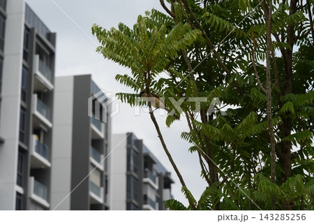 Bird on Tree Branch Urban Landscape Photography Bird on Tree Branch Urban Landscape Photography 143285256