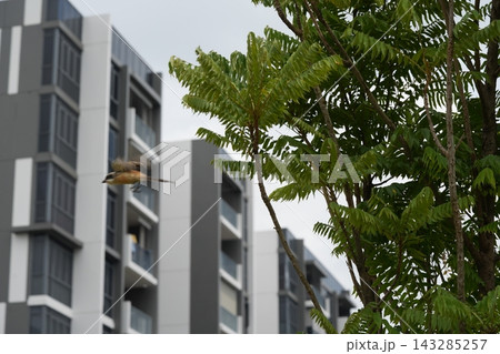 Rufous backed Shrike Bird Flying with Green Tree Backdrop Rufous backed Shrike Bird Flying with Green Tree Backdrop 143285257