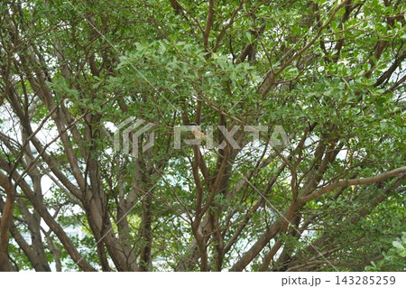 Bird Perched in Tree Canopy Scenery 143285259