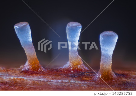 Microscopic mushroom with beautiful branches 143285752