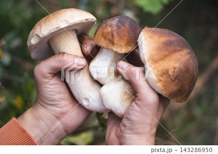 a mushroom picker holds in his hands edible mushrooms found in the forest 143286950