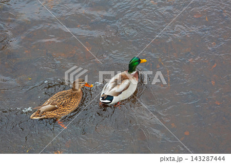 Mallard Ducks Pair Mallard Ducks Pair 143287444