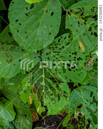 虫食いで大小の穴が開いた緑の葉と葉脈を捉えた植物観察用の写真素材 虫食いで大小の穴が開いた緑の葉と葉脈を捉えた植物観察用の写真素材 143288061