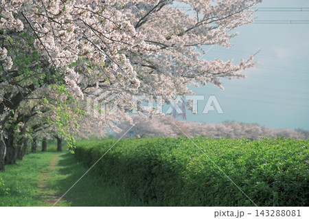 桜のトンネルと小道 143288081