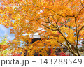 秋の南禅寺 143288549