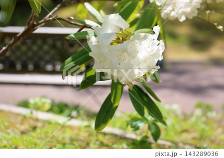 爽やか　シャクナゲの花 143289036