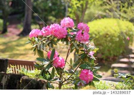 可愛い　ピンクのシャクナゲの花 143289037