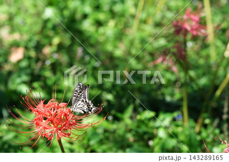 アゲハ蝶と秋の曼殊沙華の花 アゲハ蝶と秋の曼殊沙華の花 143289165