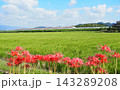彼岸花とワンピース新幹線 143289208
