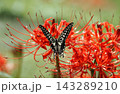 彼岸花とアゲハ蝶 143289210