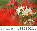 彼岸花 143289211