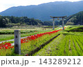 彼岸花 143289212