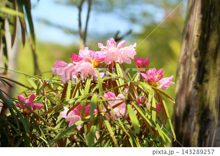 可愛い　シャクナゲの花　ヨコハマ 143289257