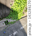 道路にはみ出したひとつの青い朝顔の花 143289270