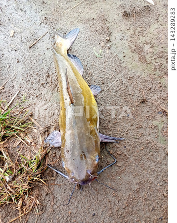 荒川で釣れたアメリカナマズ 荒川で釣れたアメリカナマズ 143289283