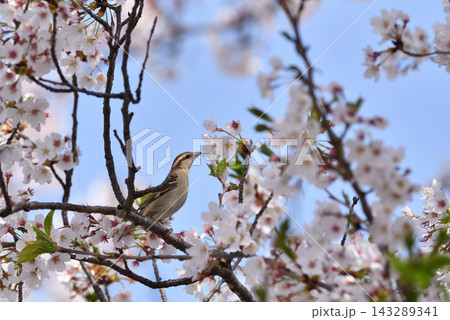 桜の蜜を吸うニュウナイスズメ 桜の蜜を吸うニュウナイスズメ 143289341