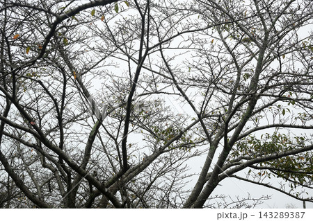 冬枯れの風景 落葉した樹々 冬枯れの風景 落葉した樹々 143289387