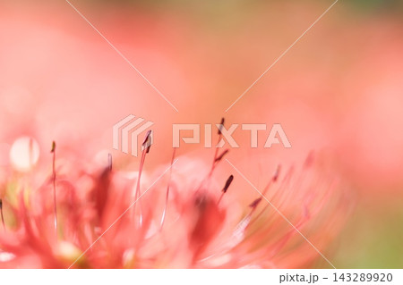 秋の花曼殊沙華 143289920