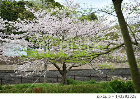 花島公園の桜と池 143292628