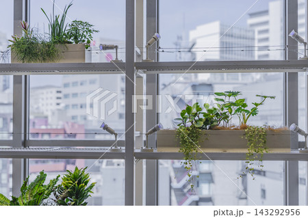 窓際の棚に並ぶ植物とプランター 窓際の棚に並ぶ植物とプランター 143292956