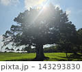大きな木と虹 143293830