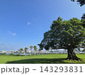 大きな木のある公園 143293831