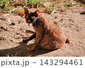 Tortoiseshell cat on sand 143294461