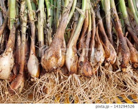 These are green onion that have been harvested and piled up. These are green onion that have been harvested and piled up. 143294526