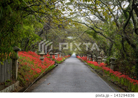 雨の小鯖八幡宮の参道に咲く彼岸花 143294836