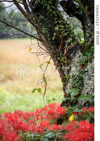 雨の小鯖八幡宮の参道に咲く彼岸花 143294941