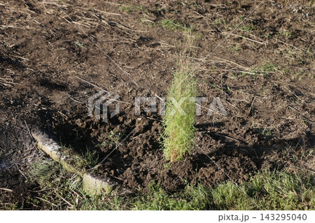 畑の目印のため植えたコキア 畑の目印のため植えたコキア 143295040