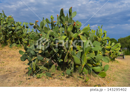 Prickly pear cactus with green pads, desert succulent plant Prickly pear cactus with green pads, desert succulent plant 143295402