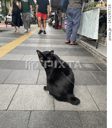 朝のシーロムの黒猫ちゃん 朝のシーロムの黒猫ちゃん 143295726