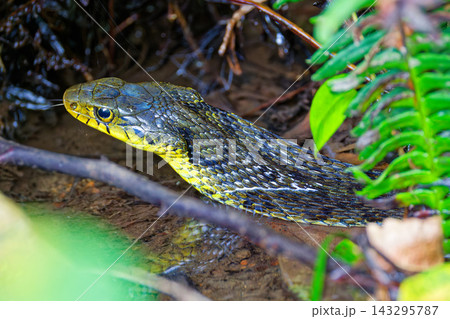 首を広げて水面から顔を出すヤマカガシ 143295787