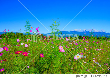秋の鼻高展望花の丘で快晴の青空と榛名山を背景に色とりどりの花と緑がまぶしいコスモス畑を捉えた風景 秋の鼻高展望花の丘で快晴の青空と榛名山を背景に色とりどりの花と緑がまぶしいコスモス畑を捉えた風景 143295933