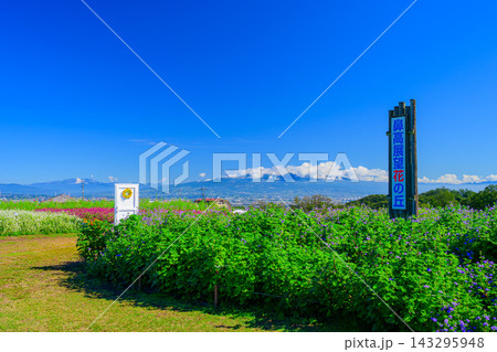 秋の鼻高展望花の丘で赤城山を背景に看板と白いドアのモニュメントやアゲラタムの花壇を捉えた風 143295948