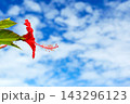 沖縄の青い空と赤いハイビスカス 143296123