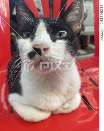 おはよう。バンコクのシーロム通りのひげ模様猫 おはよう。バンコクのシーロム通りのひげ模様猫 143296232
