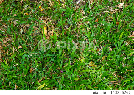 A close-up top-down view of lush green grass lawn with scattered dry leaves and tiny purple wildflowers, ideal for nature textures and background designs. Nature or natural background 143296267