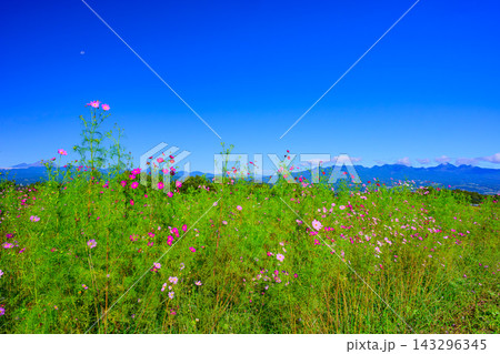 秋の鼻高展望花の丘で快晴の青空と榛名山を背景に色とりどりの花と緑がまぶしいコスモス畑を捉えた風景 143296345