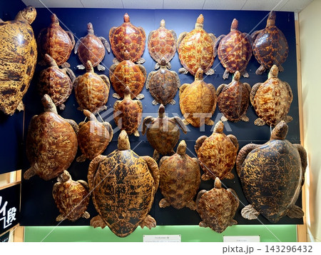 高知県室戸のアクアリウムで泳ぐ多くのウミガメの屋外プール 143296432
