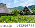 世界遺産、白川郷合掌造り集落　春、合掌造り家屋と田園風景 143296728