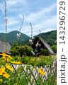 世界遺産、白川郷合掌造り集落　春、合掌造り家屋と田園風景 143296729
