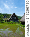世界遺産、白川郷合掌造り集落　春、合掌造り家屋と田園風景 143296730