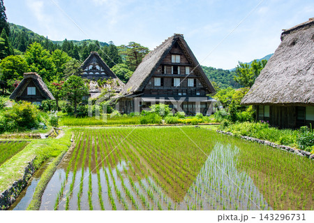 世界遺産、白川郷合掌造り集落 春、合掌造り家屋と田園風景 世界遺産、白川郷合掌造り集落 春、合掌造り家屋と田園風景 143296731